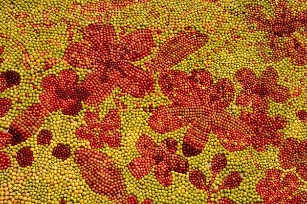 Detail of the world's greatest apple picture