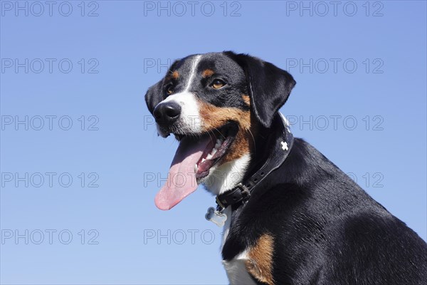 Appenzeller Sennenhund