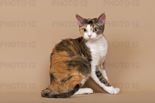 Devon Rex