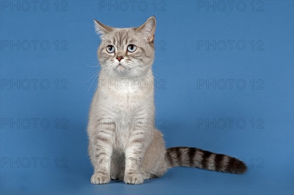 Selkirk Rex cat