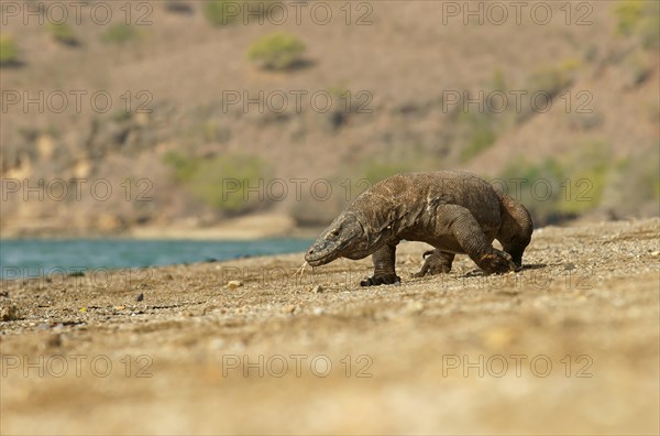 Komodo Dragon (Varanus komodoensis)