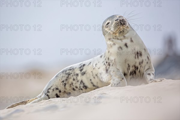 Seal (Phoca vitulina)