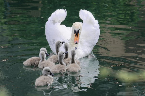 Mute Swan (Cygnus olor)