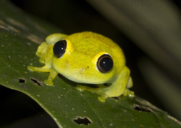 Green bright-eyed frog (Boophis viridis) in the rainforest of Andasibe