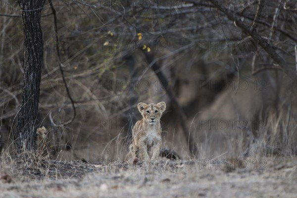 Asiatic lion (Panthera leo persica) cub