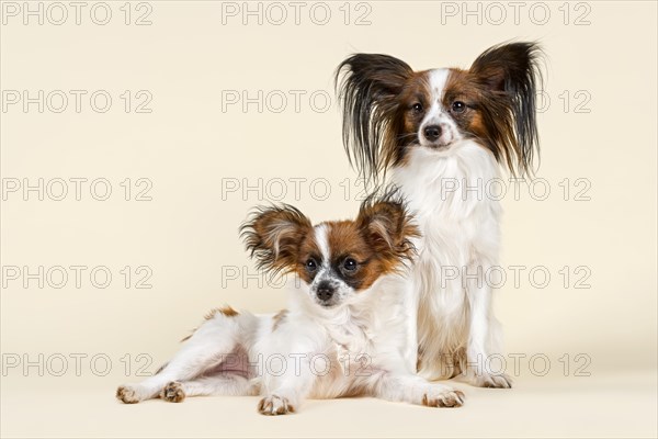 Two Papillons