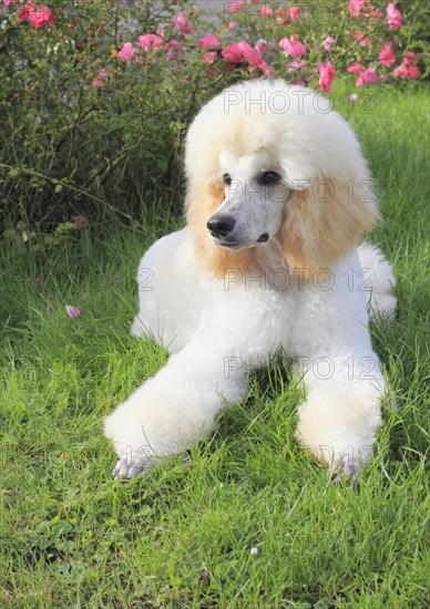Poodle