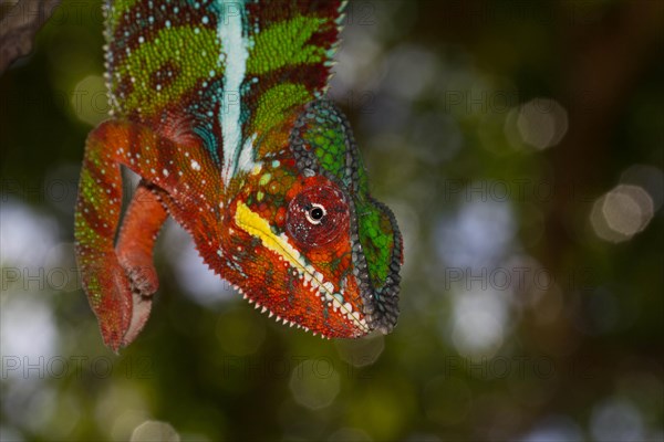 Panther Chameleon (Furcifer pardalis)