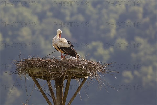 White Stork (Ciconia ciconia) with a begging young bird in the nest