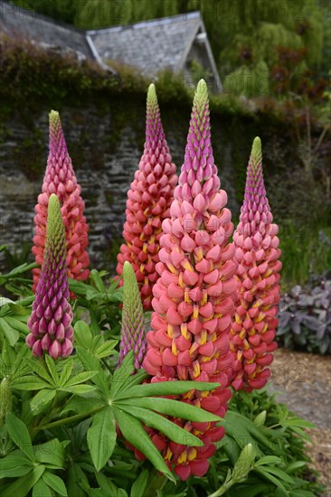 Garden bed with lupines (Lupinus) in a cottage garden