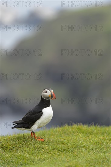 Atlantic Puffin (Fratercula arctica) adult