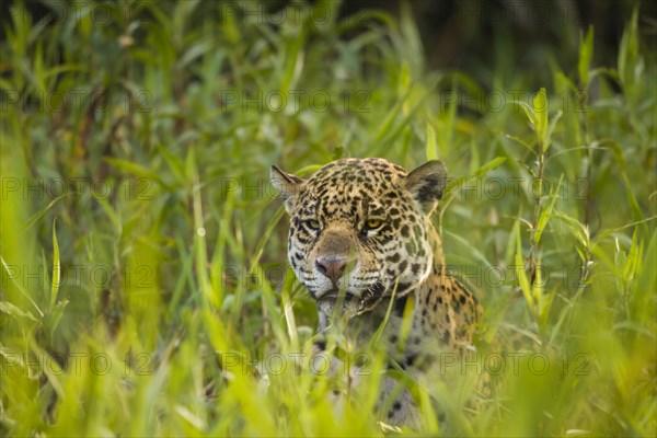 Jaguar (Panthera onca)