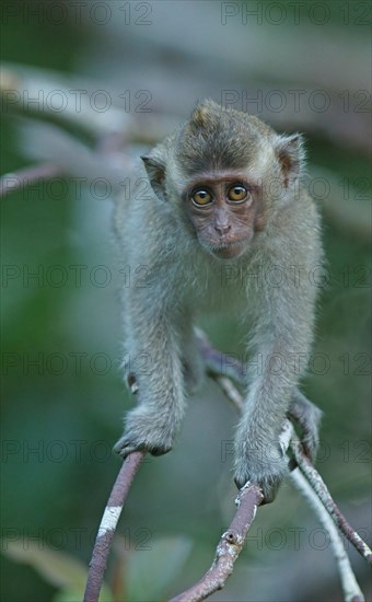 Crab-eating Macaque (Macaca fascicularis)