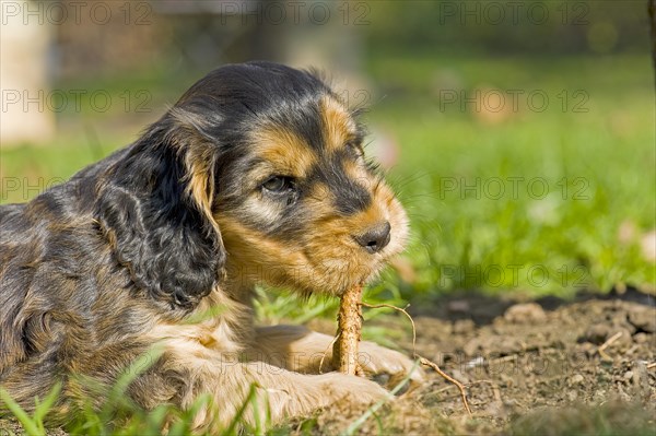 Cocker Spaniel