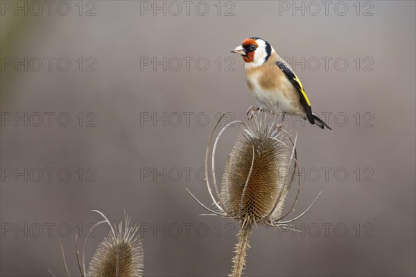 Goldfinch (Carduelis carduelis)