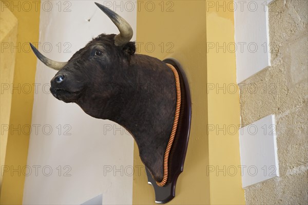 Bull's head as a trophy in the bullring