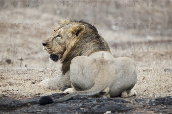 Asiatic lion (Panthera leo persica)