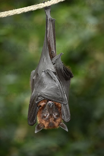 Flying fox (Pteropus sp.)