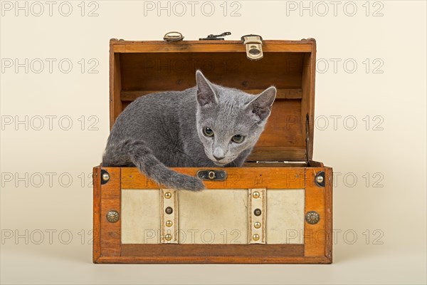 Russian Blue kitten