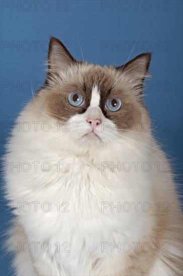 Ragdoll