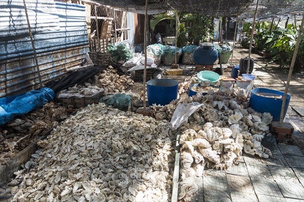Partly protected species of shells for making jewelry and decoration