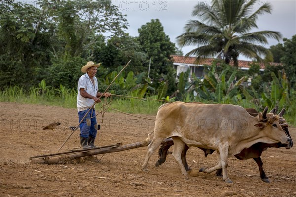 Cuban farmer on a cattle-drawn plow