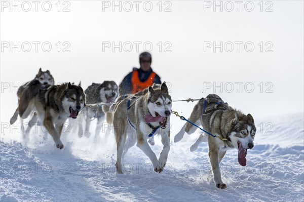 Sled dog racing