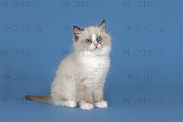 Ragdoll cat