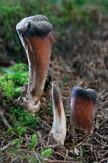 Truncated Club (Clavariadelphus truncatus)