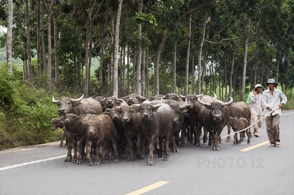 Herdsman driving Water Buffaloes (Bubalus arnee) on a road