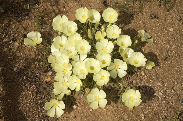 Pietsnot (Grielum humifusum)