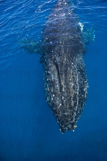 Humpback Whale (Megaptera novaeangliae)