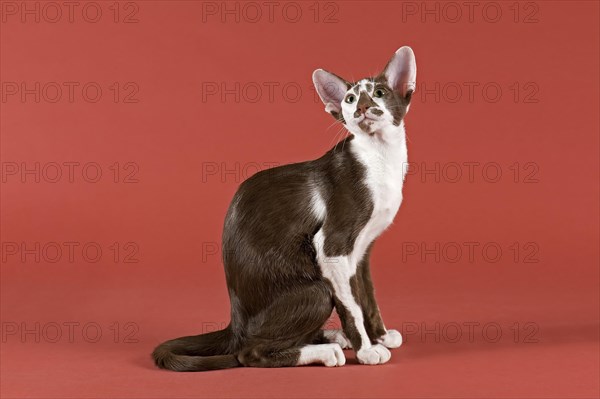 Oriental Shorthair cat