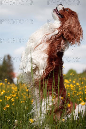 Cavalier King Charles Spaniel standing on its hindlegs in flower meadow