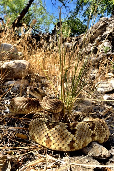 Black-tailed rattlesanke (Crotalus molossus) Chiricahua mountains