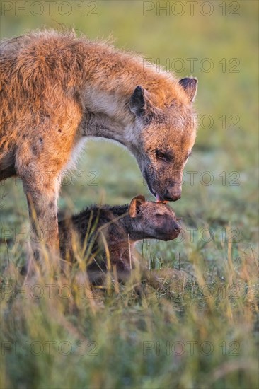 Spotted hyena (Crocuta crocuta) mother animal with cub