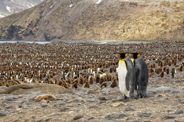 King penguins (Aptenodytes patagonicus)