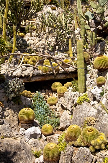 Exotic garden in Principality of Monaco