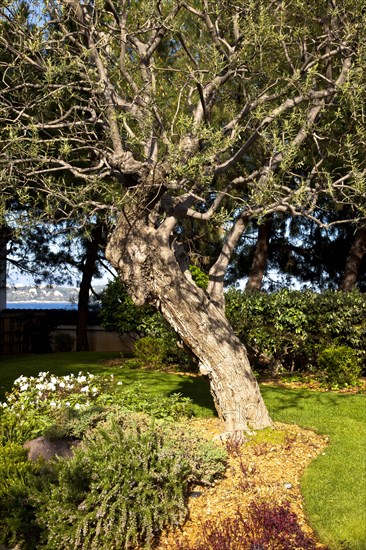 Japanese gardens in Larvotto