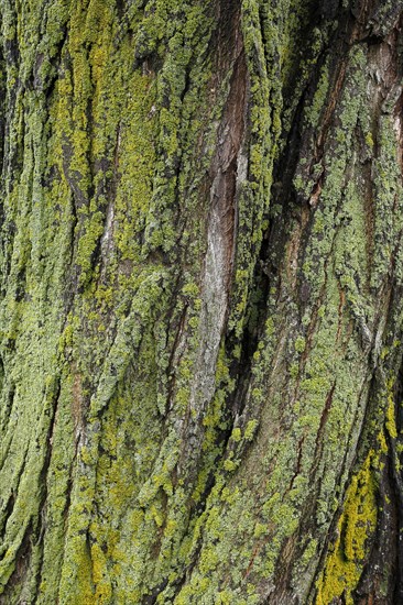 Lichen on tree bark