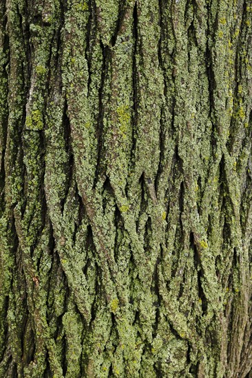 Lichen on tree bark
