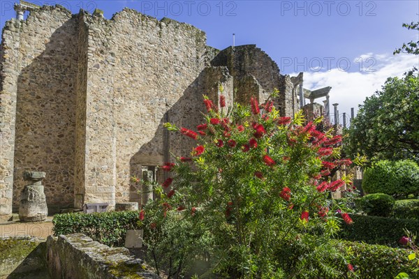 Bottlebrush Shrub and back wall of the Roman Theatre