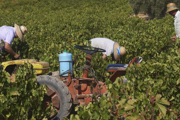 Workers harvesting Pedro Ximenez grapes