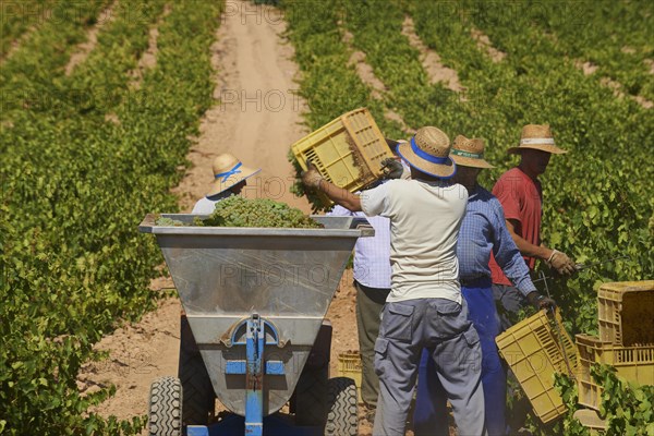 Workers harvesting Pedro Ximenez grapes