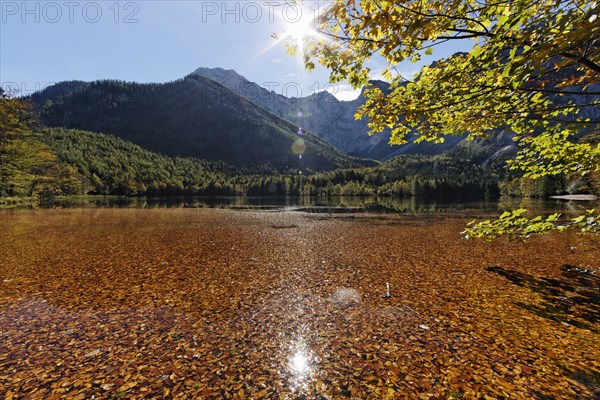Lake Hinterer Langbathsee with beech leaves