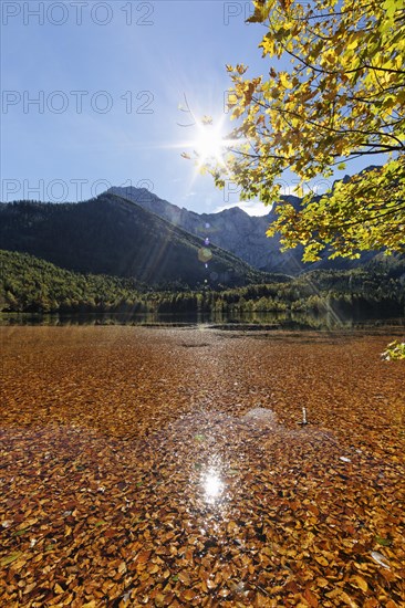 Lake Hinterer Langbathsee with beech leaves