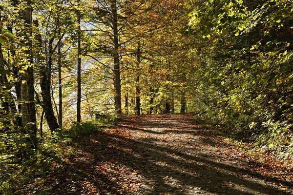 Path in a beech forest on lake Offensee in autumn