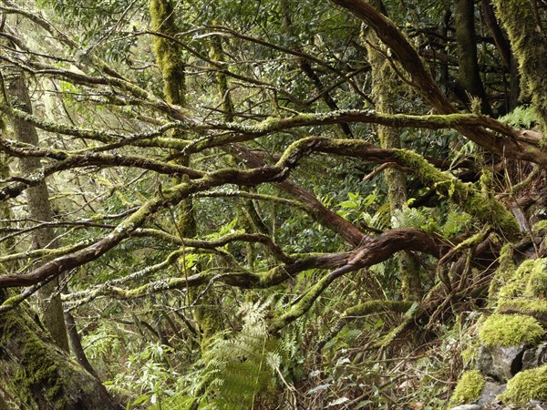 Laurel forest
