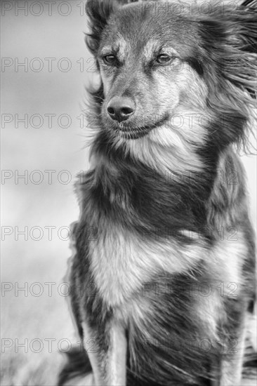 Medium-sized mongrel