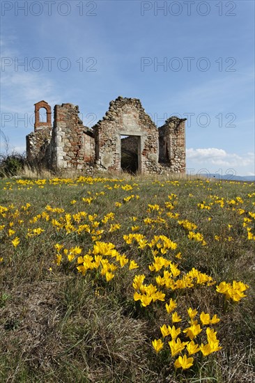 Autumn Daffodil